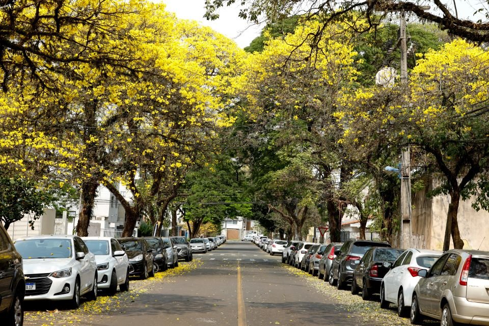 Como Comprar um Apartamento de Alto Padrão em Maringá: Guia Completo para um Investimento Seguro e Sofisticado